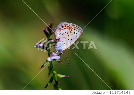 南極以外の全ての大陸に生息するシジミチョウ 南極以外の全ての大陸に生息するシジミチョウ 111714142