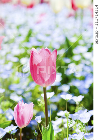 明るくかわいいピンクのチューリップとブルーの花畑 明るくかわいいピンクのチューリップとブルーの花畑 111714314