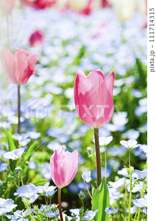 明るくかわいいピンクのチューリップとブルーの花畑 明るくかわいいピンクのチューリップとブルーの花畑 111714315