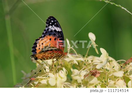 毒蝶のカバマダラに擬態する蝶 ツマグロヒョウモン 毒蝶のカバマダラに擬態する蝶 ツマグロヒョウモン 111714514