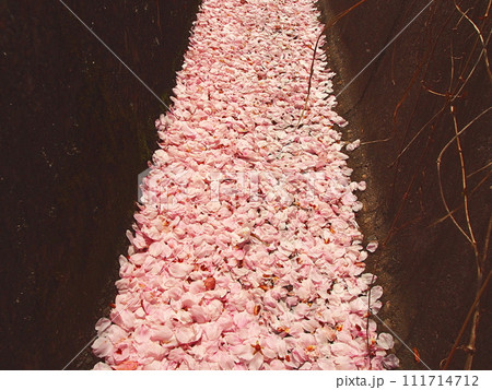 排水溝に積った桜の花弁 111714712