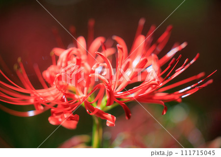 秋のお彼岸に合わせるように赤い花を咲かせるヒガンバナ 秋のお彼岸に合わせるように赤い花を咲かせるヒガンバナ 111715045