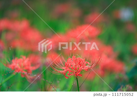 秋のお彼岸に合わせるように赤い花を咲かせるヒガンバナ 秋のお彼岸に合わせるように赤い花を咲かせるヒガンバナ 111715052