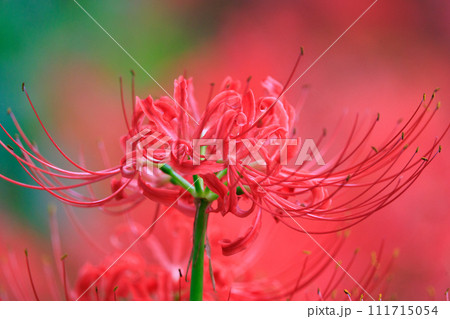 秋のお彼岸に合わせるように赤い花を咲かせるヒガンバナ 111715054