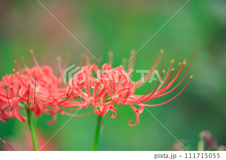 秋のお彼岸に合わせるように赤い花を咲かせるヒガンバナ 秋のお彼岸に合わせるように赤い花を咲かせるヒガンバナ 111715055