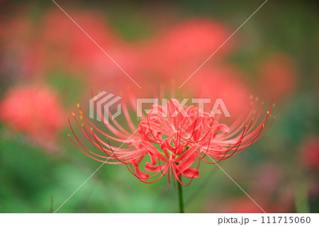 秋のお彼岸に合わせるように赤い花を咲かせるヒガンバナ 秋のお彼岸に合わせるように赤い花を咲かせるヒガンバナ 111715060