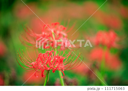 秋のお彼岸に合わせるように赤い花を咲かせるヒガンバナ 秋のお彼岸に合わせるように赤い花を咲かせるヒガンバナ 111715063
