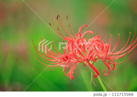 秋のお彼岸に合わせるように赤い花を咲かせるヒガンバナ 秋のお彼岸に合わせるように赤い花を咲かせるヒガンバナ 111715066