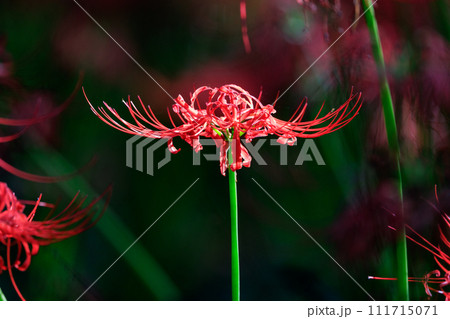 秋のお彼岸に合わせるように赤い花を咲かせるヒガンバナ 秋のお彼岸に合わせるように赤い花を咲かせるヒガンバナ 111715071