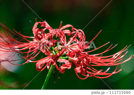 秋のお彼岸に合わせるように赤い花を咲かせるヒガンバナ 秋のお彼岸に合わせるように赤い花を咲かせるヒガンバナ 111715080