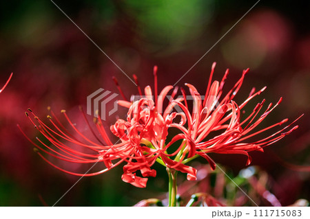 秋のお彼岸に合わせるように赤い花を咲かせるヒガンバナ 秋のお彼岸に合わせるように赤い花を咲かせるヒガンバナ 111715083