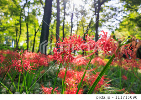 秋のお彼岸に合わせるように赤い花を咲かせるヒガンバナ 秋のお彼岸に合わせるように赤い花を咲かせるヒガンバナ 111715090
