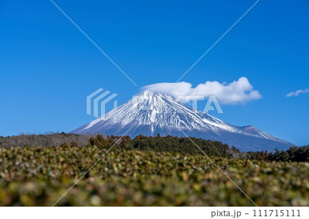 青空バックに見る富士山とお茶畑のコラボ情景 青空バックに見る富士山とお茶畑のコラボ情景 111715111