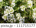 白い花 111715177