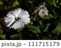 白い花 111715179