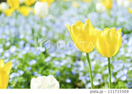 明るい黄色のカラフルなチューリップ畑とさくら 111715309