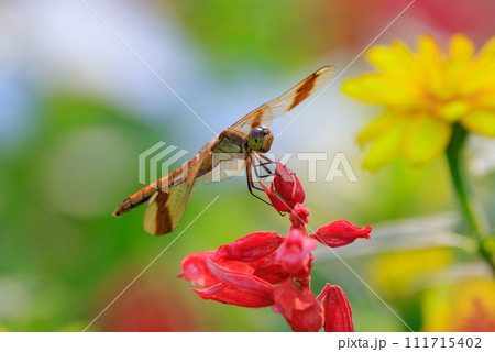 翅の太い帯が特徴的なで11月頃まで見られる中型の赤とんぼミヤマアカネ 111715402