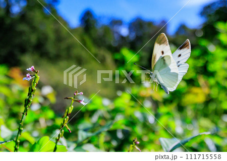 ひらひらと舞う白い妖精　モンシロチョウ 111715558
