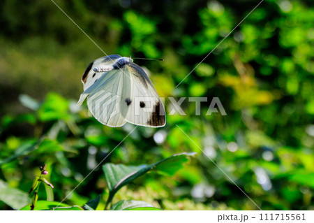 ひらひらと舞う白い妖精　モンシロチョウ 111715561