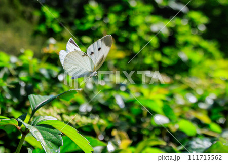 ひらひらと舞う白い妖精　モンシロチョウ 111715562