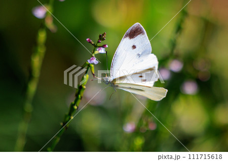ひらひらと舞う白い妖精　モンシロチョウ 111715618