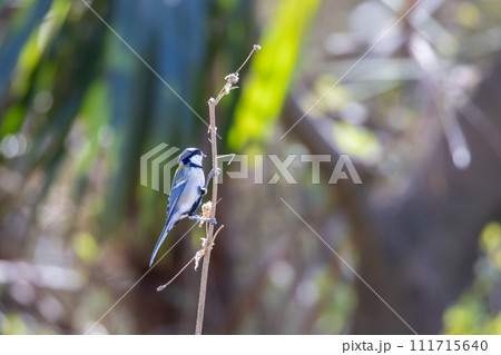 秋ヶ瀬公園の四十雀 111715640