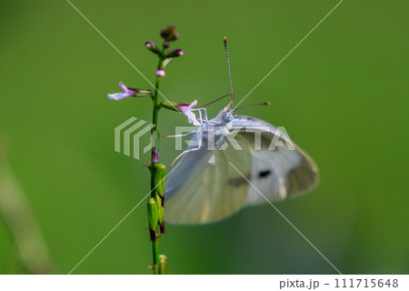 ひらひらと舞う白い妖精　モンシロチョウ 111715648