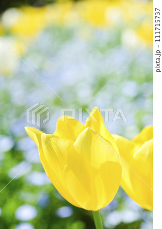 明るい黄色のチューリップと青い花畑 111715737