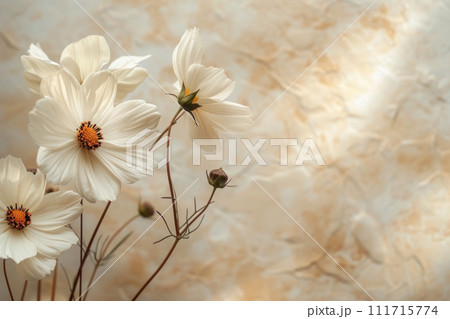 White cosmos flowers, with their delicate petals and rich, dark centers on a soft marble background 111715774