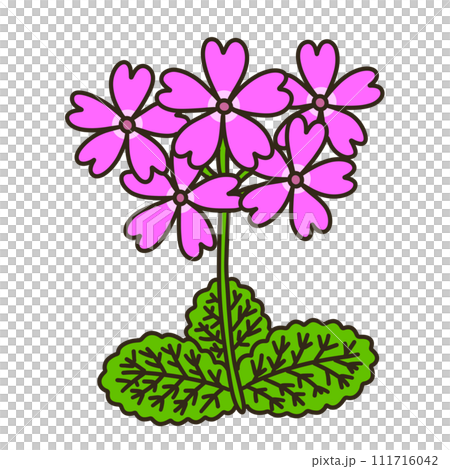 Primula 111716042