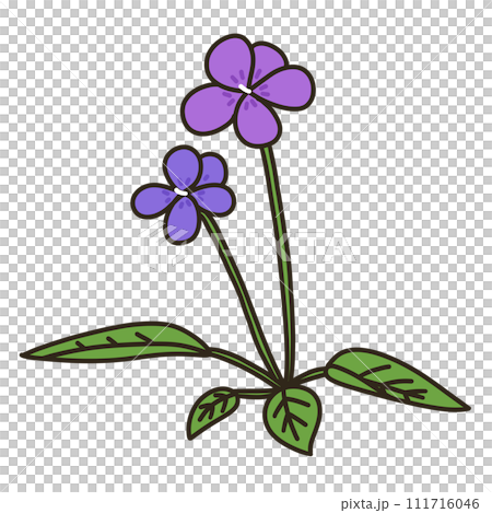 Violet Violet 111716046