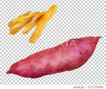 Dried sweet potato watercolor illustration 111716264