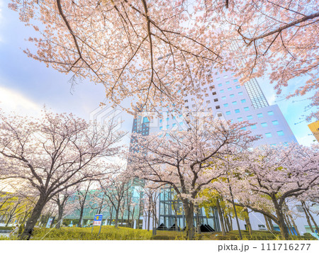 満開の桜と高層オフィスビル 111716277