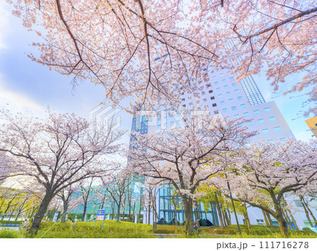 満開の桜と高層オフィスビル 満開の桜と高層オフィスビル 111716278