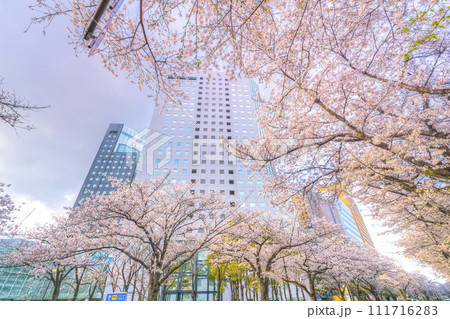 満開の桜と高層オフィスビル 満開の桜と高層オフィスビル 111716283