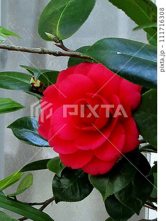 自宅の花々(南九州) 自宅の花々(南九州) 111716308