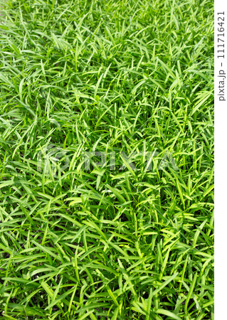Water spinach or water convolvulus in vegetable patch 111716421