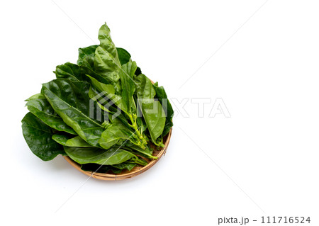 Noni or Morinda Citrifolia leaves on white background. Noni or Morinda Citrifolia leaves on white background. 111716524