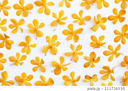 Beautiful orchid flower on white background. 111716530