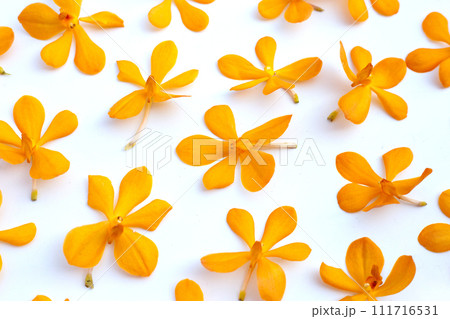 Beautiful orchid flower on white background. 111716531