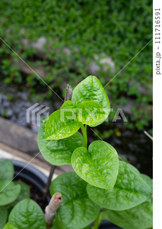 Ceylon spinach or basella rubra linn Ceylon spinach or basella rubra linn 111716591