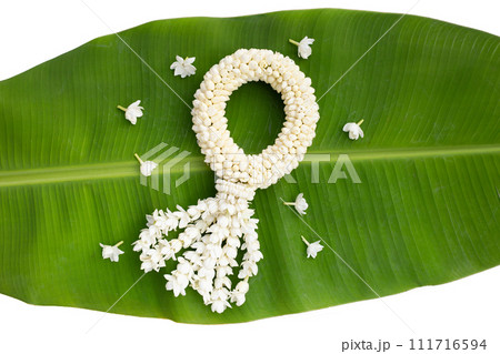 Thai white jasmine flower garland Thai white jasmine flower garland 111716594