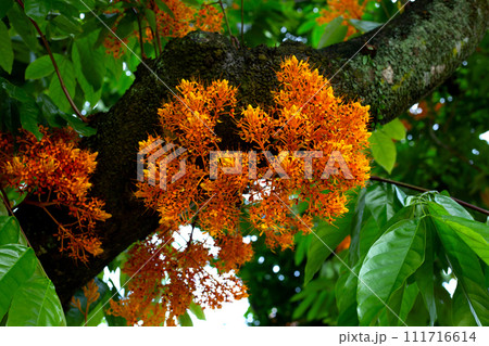 Yellow saraca tree with flower 111716614