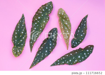 Begonia maculata leaves on pink background. Begonia maculata leaves on pink background. 111716652