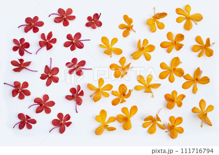 Beautiful orchid flower on white background. Beautiful orchid flower on white background. 111716794