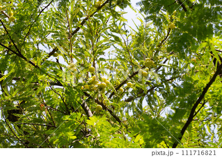 Phyllanthus emblica tree with fruits (Indian Gooseberry, Amla) 111716821