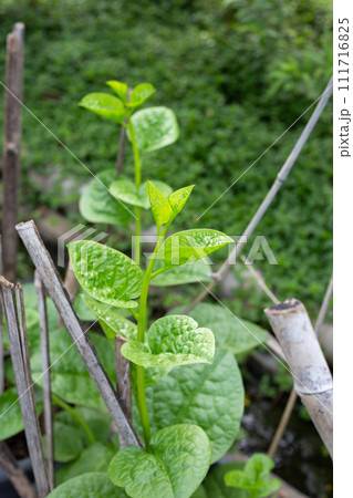 Ceylon spinach or basella rubra linn Ceylon spinach or basella rubra linn 111716825
