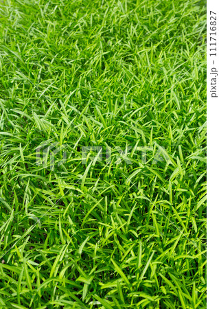 Water spinach or water convolvulus in vegetable patch 111716827