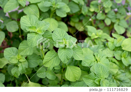 Amaranthus blitum plant in the garden Amaranthus blitum plant in the garden 111716829