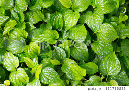 Fresh leaves of wild betel Fresh leaves of wild betel 111716831